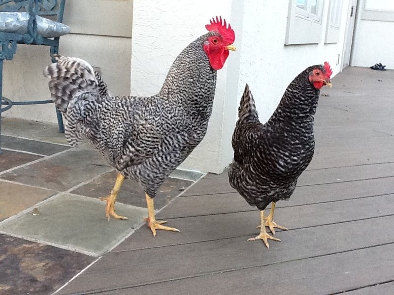 A look at chicken road slot