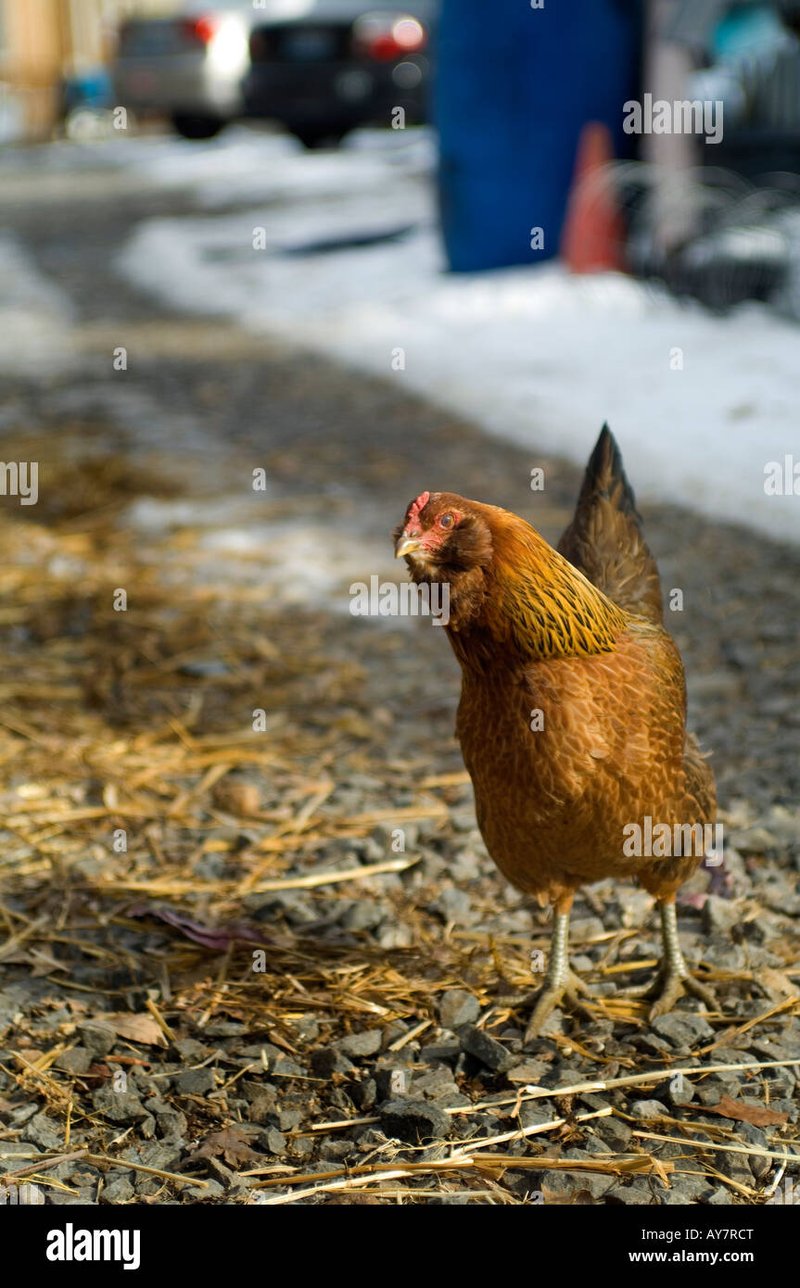 Netherlands - chicken road